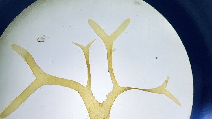 Ein Teil eines Baumes ohne Blätter