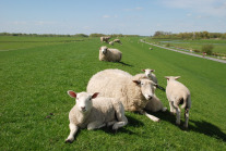 Deiche in Norddeutschland