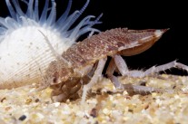 Antarktische Riesenassel „Glyptonotus antarcticus“