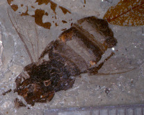 Fossile honeybee (Apis armbrusteri) from Randecker Maar, ca. 18 million years old. Fossile honeybee (Apis armbrusteri) from Randecker Maar, ca. 18 million years old.