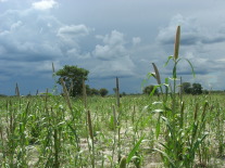 Böden filtern und speichern Wasser